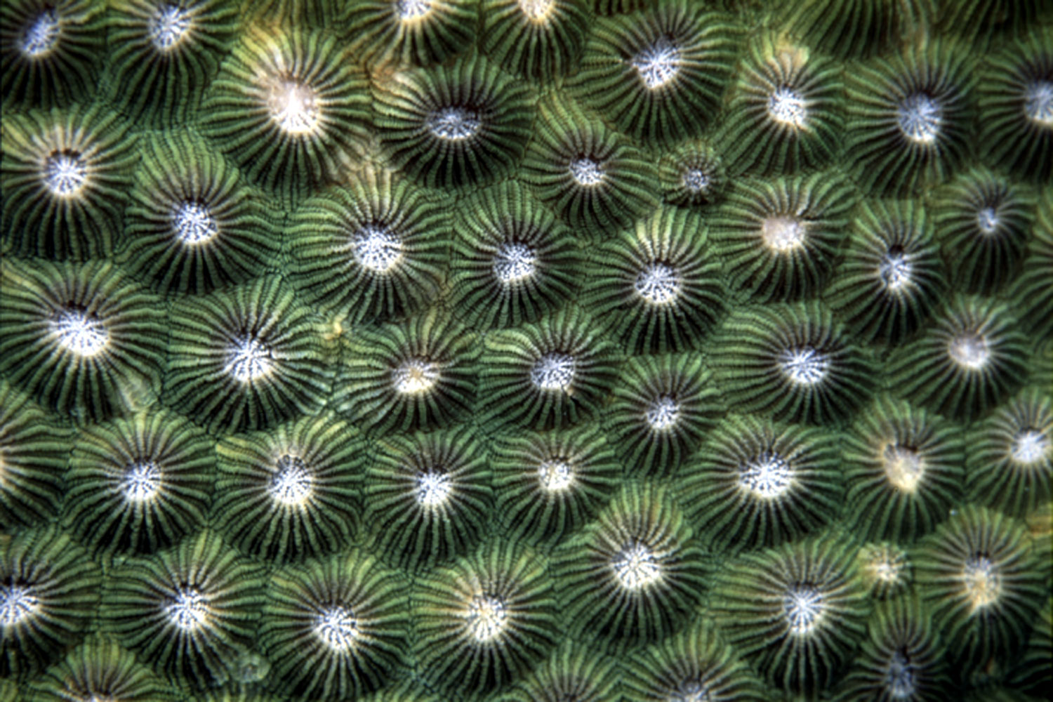 Colônia de corais