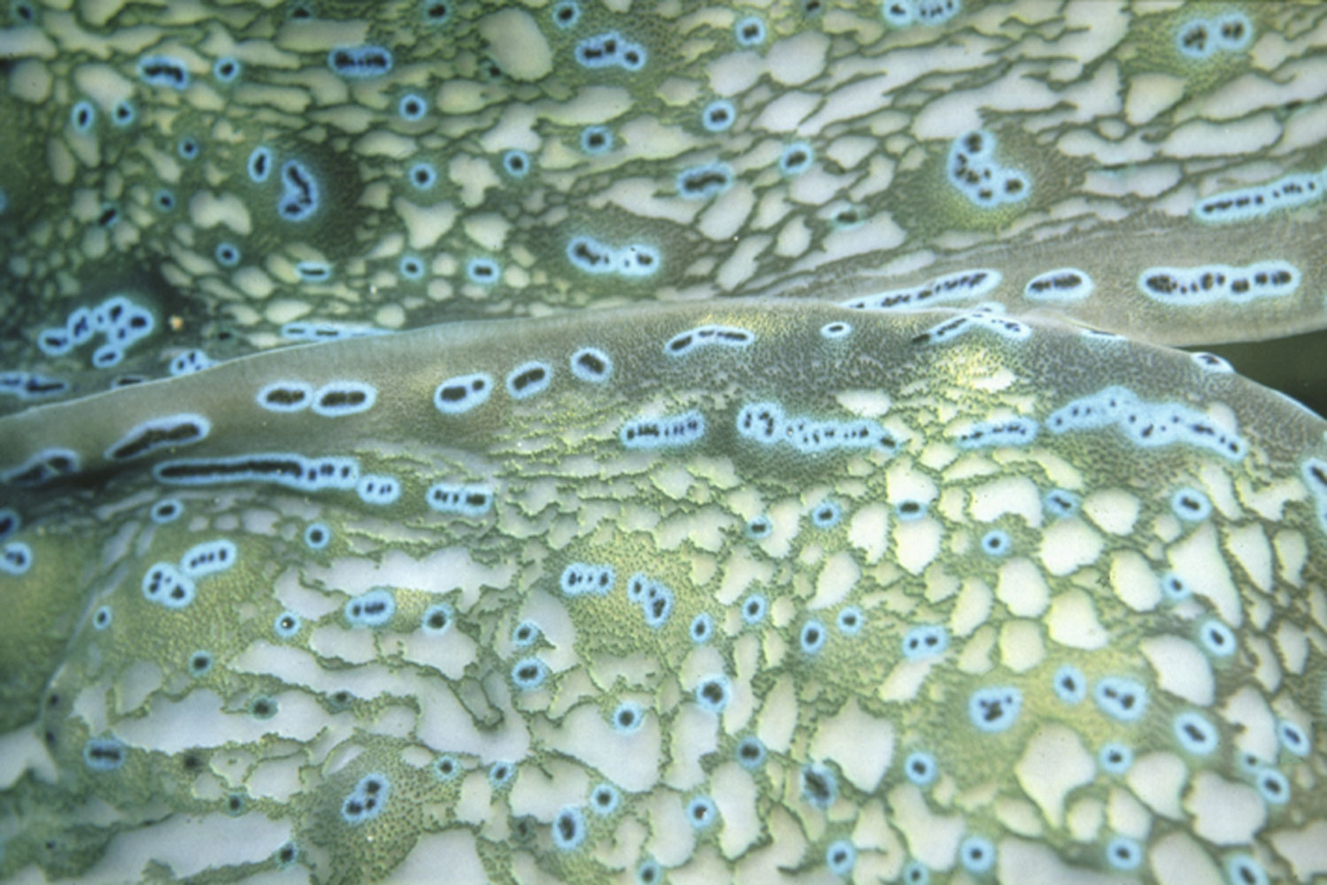 UNW 00419