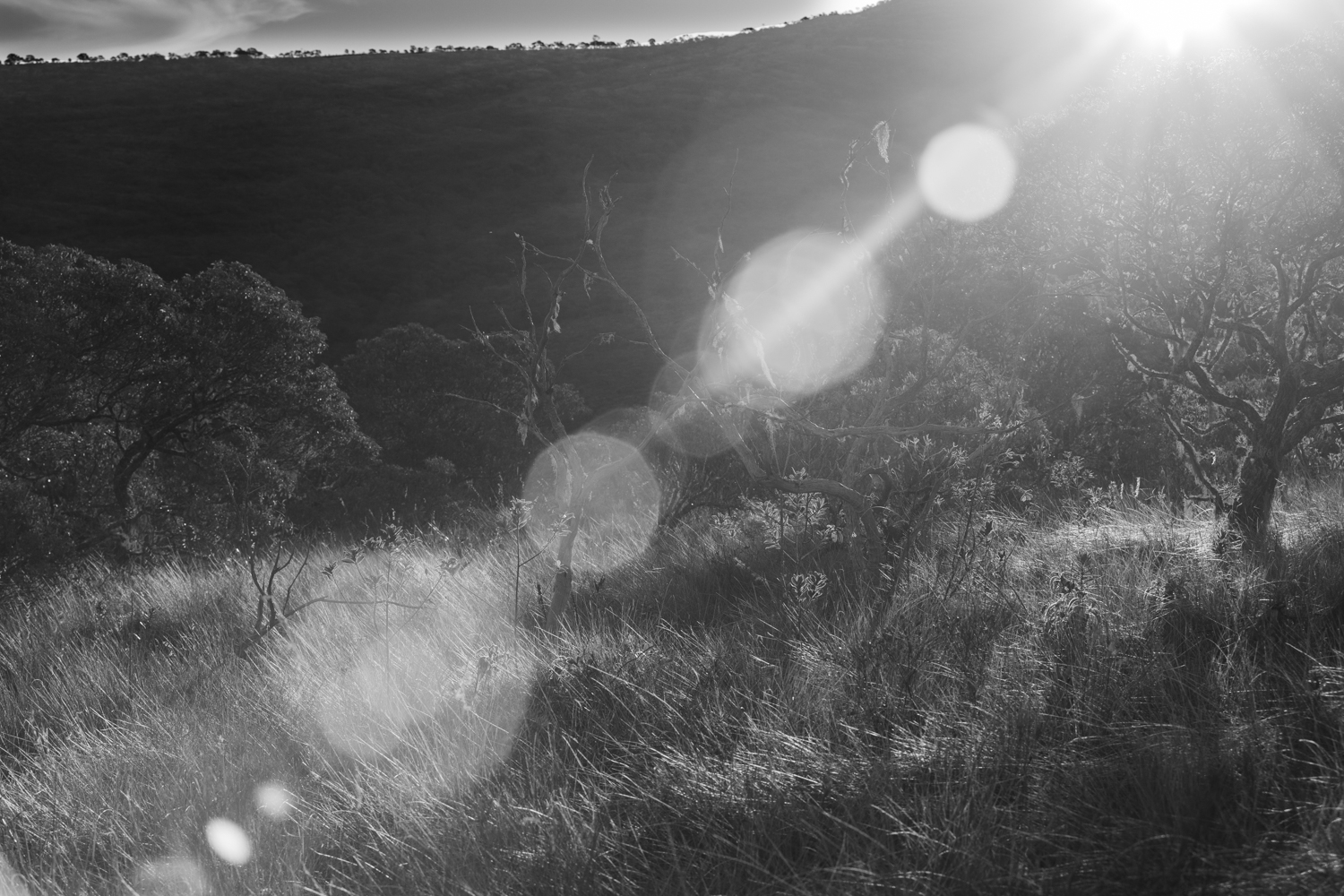 Flare